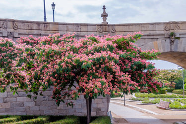 25 MIMOSA / Persian SILK TREE Albizia Julibrissin Seeds